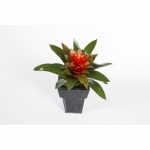 Bromelia 32cm